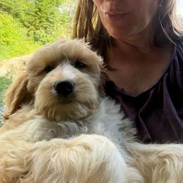 Girl 1 - Parti female Australian Cobberdog puppy in Dover Foxcroft, Maine from Faberge Australian Cobberdog