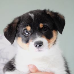 Elsa - Black and tan Pembroke Welsh Corgi puppy in South Otselic, New York from Ridge Top Corgis