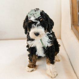 Green Collar Female ' Buckle' - Tri-color female Bernedoodle puppy in Kamas, Utah from A + E Farms