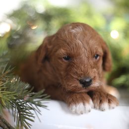 Honey - Apricot female Goldendoodle puppy in Stevens, Pennsylvania from Pebble Paws Lane