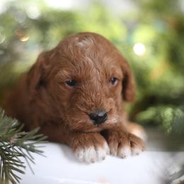 Honey - Apricot female Goldendoodle puppy in Stevens, Pennsylvania from Pebble Paws Lane