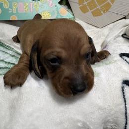 Green collar male - Red male Dachshund puppy in Pleasant Plains, Arkansas from JGBs Dachshunds