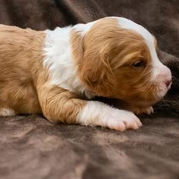 Mint girl - Red  female Goldendoodle puppy in Lafayette, Alabama from Sweethaven Kennels