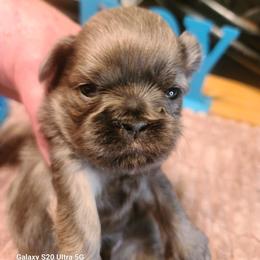 Puppy 3 - Blue male Shih Tzu puppy in Belleville, Michigan from Patricia's Heavenly Earth Angels