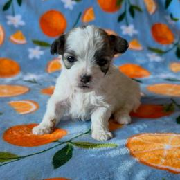 Miss White - White Collar - Brown and white female Shichon puppy in Troy, Ohio from Ever After Tails