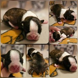 Girl 3 - Brindle and white female Boston Terrier puppy in Boston, Massachusetts from Boston Collections