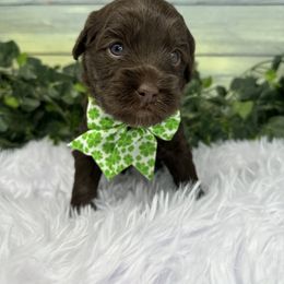 Australian Labradoodle Puppies from Sweet Summer Dream ALD
