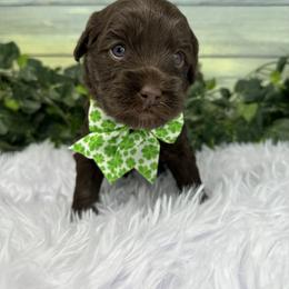 Australian Labradoodle Puppies from Sweet Summer Dream ALD