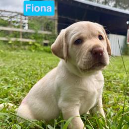 Fiona - Yellow female Labrador Retriever puppy in Culpeper, Virginia from Blue Ridge Canine