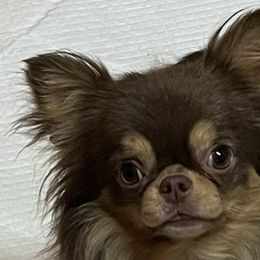 Chihuahuas from Rosa's Chihuahuas