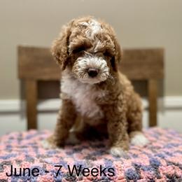 Poodle Puppies from Grandy’s Pretty Poodles