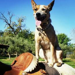 Spur - Australian Cattle Dog