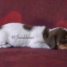 Rosalina - Chocolate and tan female Dachshund puppy in Apple Valley, California from Socaldoxies