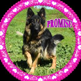 PROMISE - German Shepherd