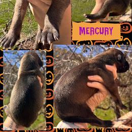 MURCURY - Fawn female Great Dane puppy in Wellsville, New York from Prophecy Danes