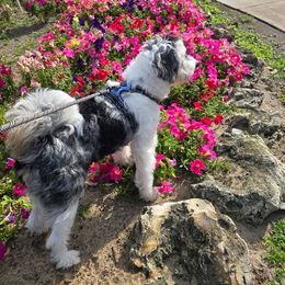 Aussiedoodle All Grown Up from Cooper’s Mini Doodles
