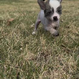 Luna - Black and white female Chinese Crested puppy in Worthington, Minnesota from Alvarez Chinese Crested