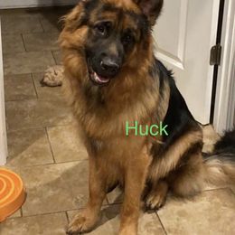 German Shepherd Puppies from Latti’s German Shepherds