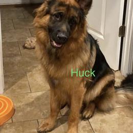 German Shepherd Puppies from Latti’s German Shepherds