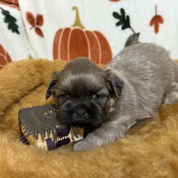 Shih Tzu Puppies from Lavender Lane Tzus