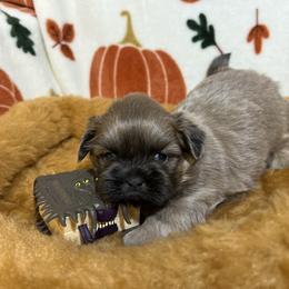 Shih Tzu Puppies from Lavender Lane Tzus