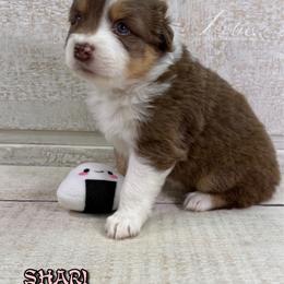 Shari - Red tri-color female Australian Shepherd puppy in Jonesborough, Tennessee from Lotus Australian Shepherds