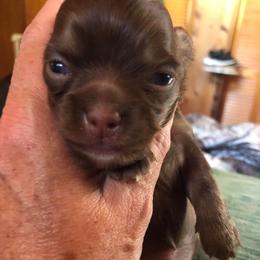 Macy Reese - Chocolate female Chihuahua puppy in Amelia, Virginia from Pannell’s Precious Pups