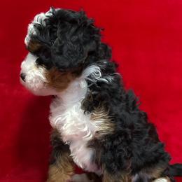 Liz (Taylor) - Tri-color female Bernedoodle puppy in Bradenton, Florida from Peanut Butter Doodles