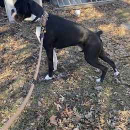 Boxer All Grown Up from Rorschach Boxers