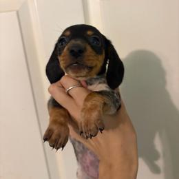 Artemis - Piebald female Dachshund puppy in Conroe, Texas from R&M Dachshunds