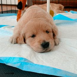 Golden Retriever Puppies from Brooke Zuidervaart