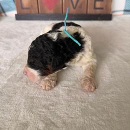 Glinda - Parti female Poodle puppy in Luana, Iowa from Country View Bernedoodles and Goldendoodles