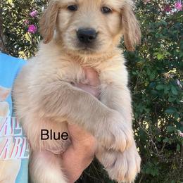 Blue - Golden male Golden Retriever puppy in Jesup, Georgia from Painted Platinum Retrievers (Painted Platinum Kennel) PPK