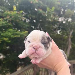 Honey - Red and white female Bulldog puppy in Aiken, South Carolina from Hayzlett Family English Bulldogs