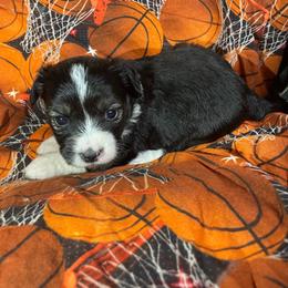 Black and white female - Black tri-color female Aussiedoodle puppy in Hillsboro, Illinois from Shoal Creek Puppies