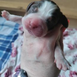 English Springer Spaniel Puppies from Sterling's springer Haven