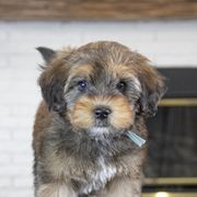Assorted Doodle Crosses, Bernedoodle, Double Doodle, Goldendoodle, Labradoodle, and Whoodle Puppies from Our Little Farm Life Doodles