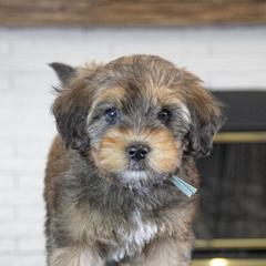 Assorted Doodle Crosses, Bernedoodle, Double Doodle, Goldendoodle, Labradoodle, and Whoodle Puppies from Our Little Farm Life Doodles
