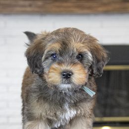 Assorted Doodle Crosses, Bernedoodle, Double Doodle, Goldendoodle, Labradoodle, and Whoodle Puppies from Our Little Farm Life Doodles