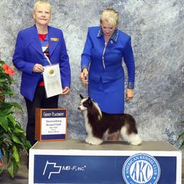 Beatrice - Chinese Crested