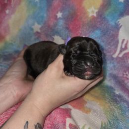 Andarna - Black female Cane Corso puppy in Mason City, Illinois from Red Wood Cane Corso