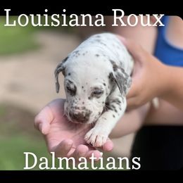 Dalmatian Puppies from Louisiana Roux Dalmatians