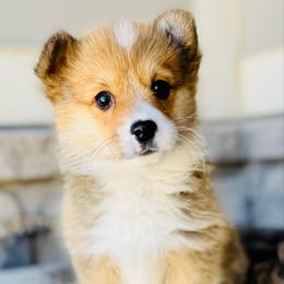 Bean - Red female Pembroke Welsh Corgi puppy in Benjamin, Utah from Nuna’s  Corgis