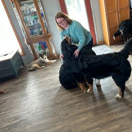 Bernese Mountain Dog Puppies from Lonesome Pine Farm