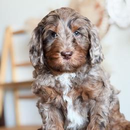 Bernedoodle and Goldendoodle Puppies from Sac River GoldenDoodles & BerneDoodles LLC