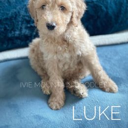 Goldendoodle Puppies from Ivie Mountain Doodles