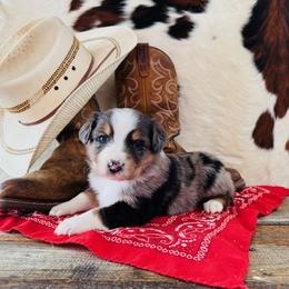 ONYA - Blue merle female Australian Shepherd puppy in Durand, Wisconsin from Larson’s Legacy Aussome Aussie Kennels