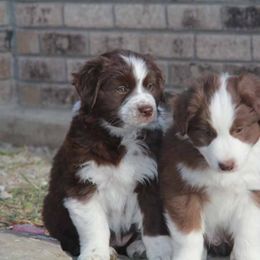 Australian Shepherd Puppies from Big Sky Aussies