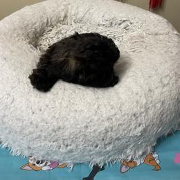 Shih Tzu Puppies from Joseph Franke