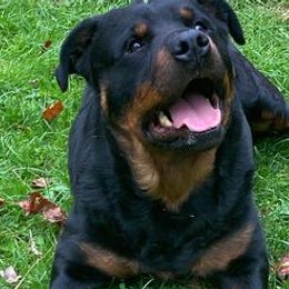Rottweilers from Terri VanNatter